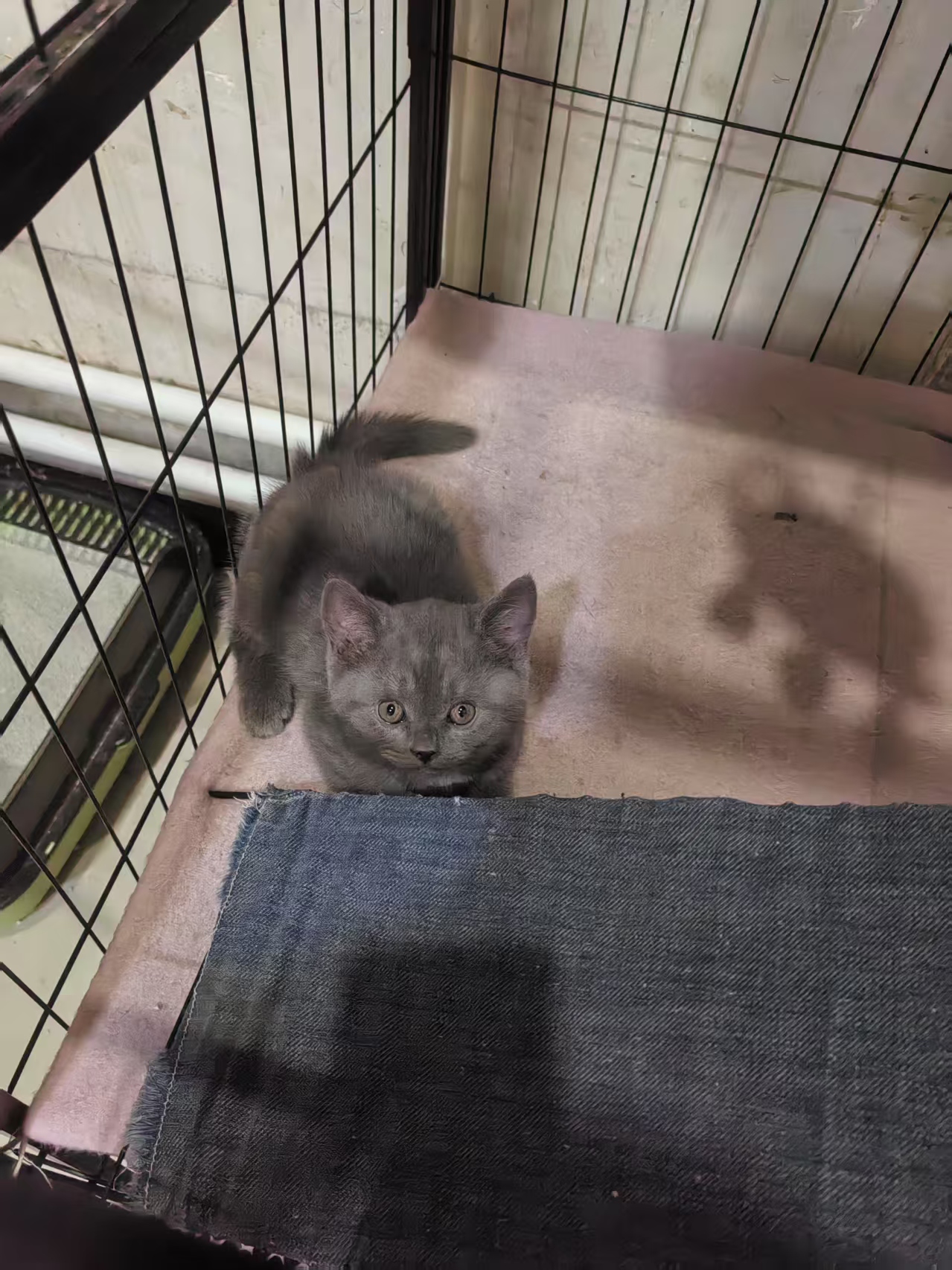 蓝猫之家